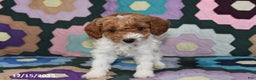 Mixed Breed dogs for sale: Max - Ad 5