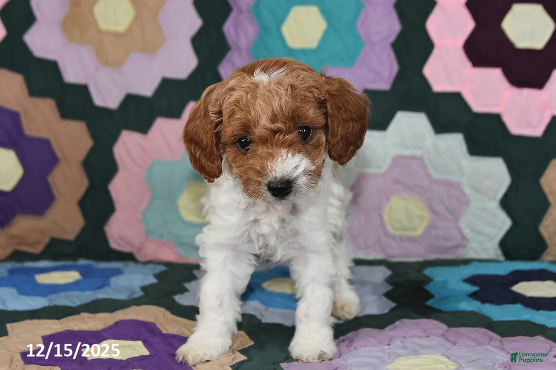 Mixed Breed dogs for sale: Max - Ad 5