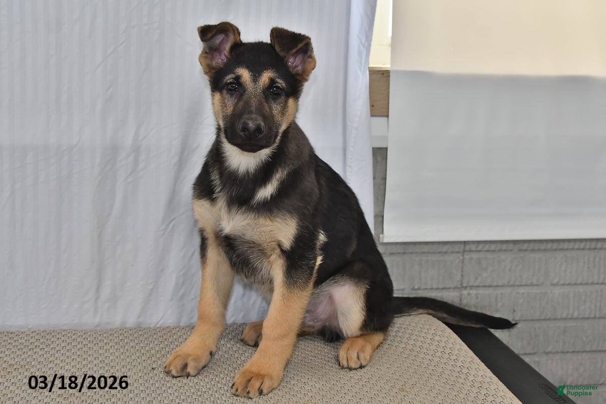 German Shepherd dogs Chad - Ad 1