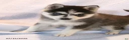 Pomsky dogs for sale: Americano - Ad 4
