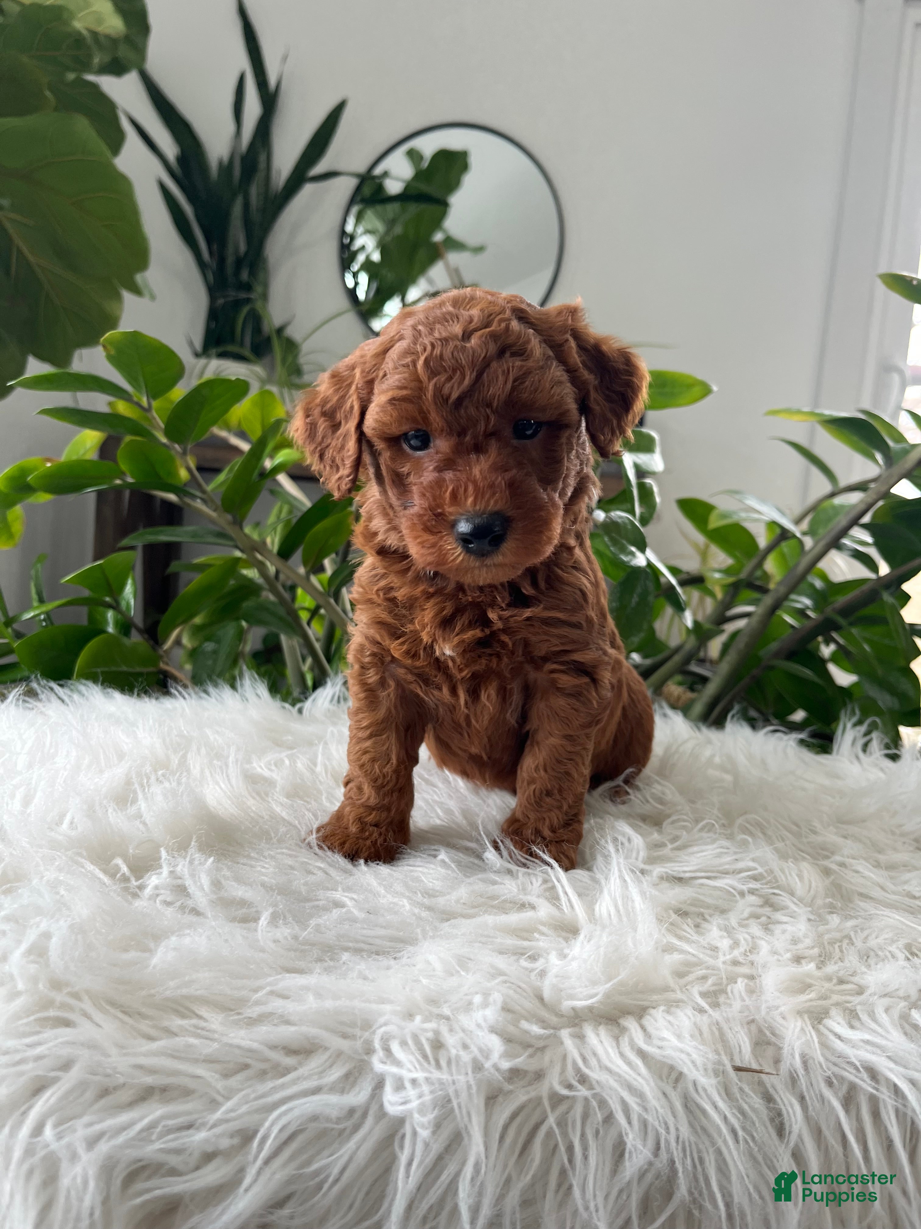 Mini Goldendoodle dogs Winston  - Ad 2