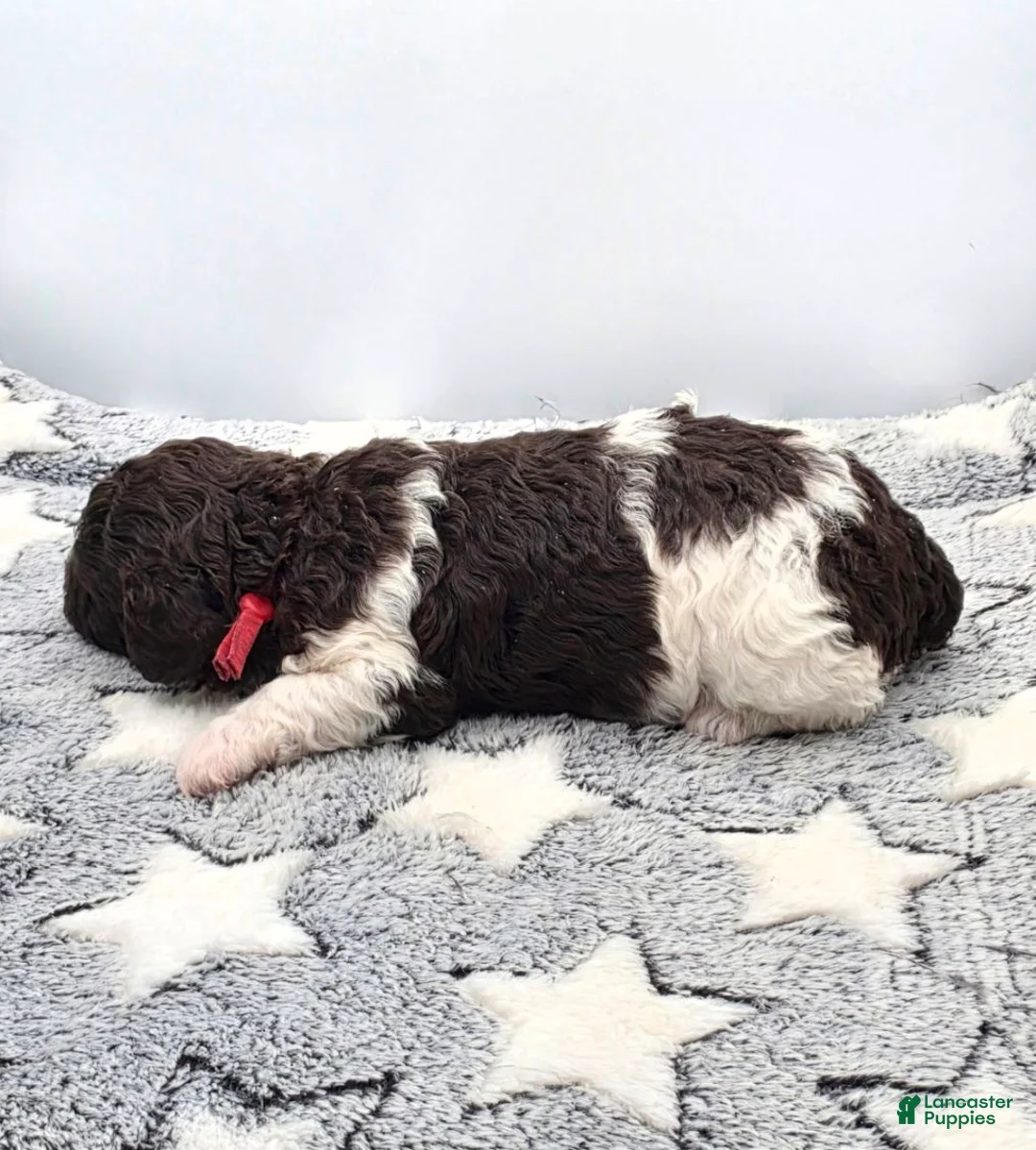 Miniature Poodle dogs for sale: Sundae - Ad 5