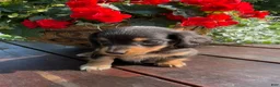 Miniature Dachshund dogs for sale: Duncan - Ad 10