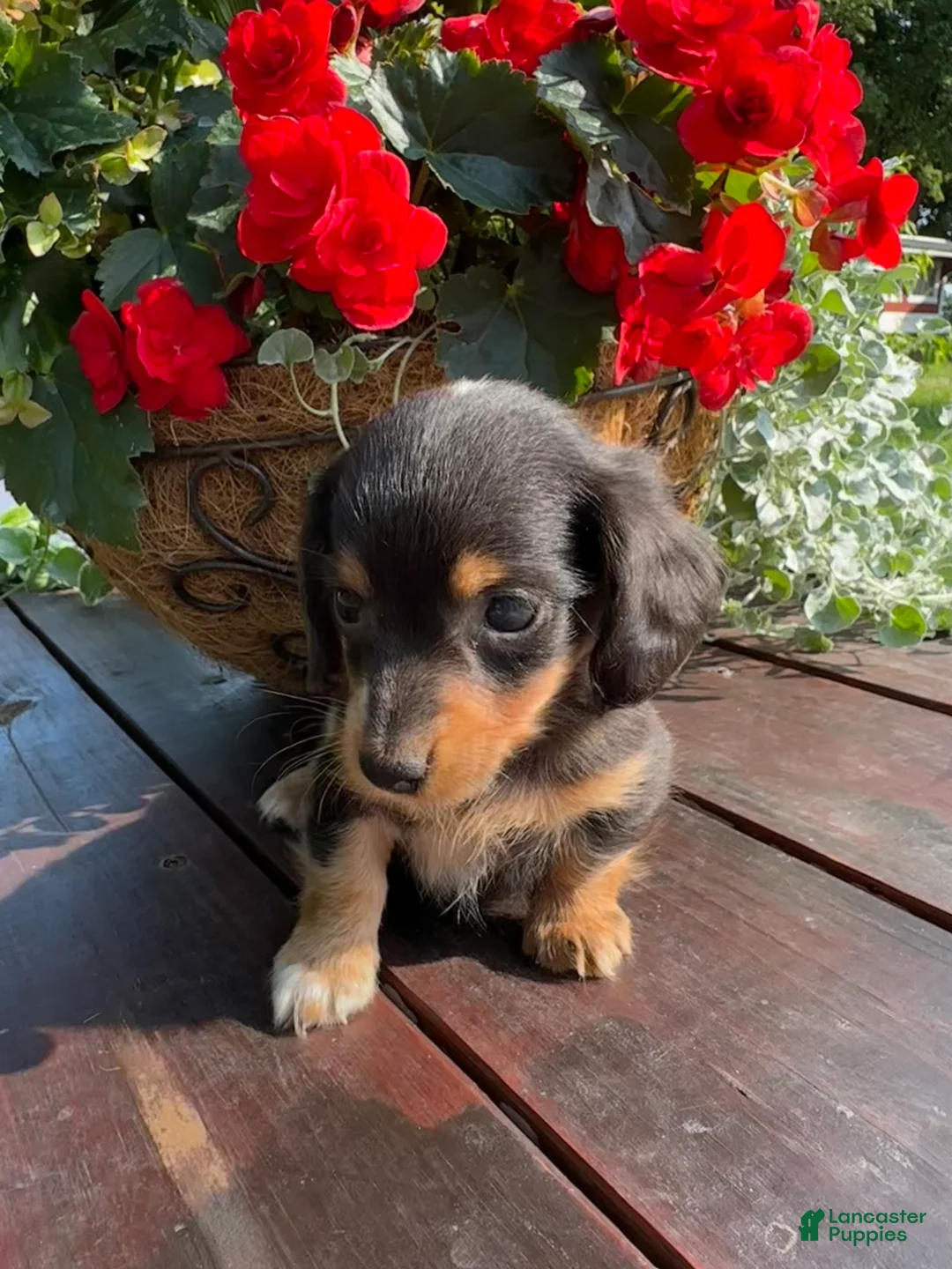 Miniature Dachshund dogs for sale: Duncan - Ad 10