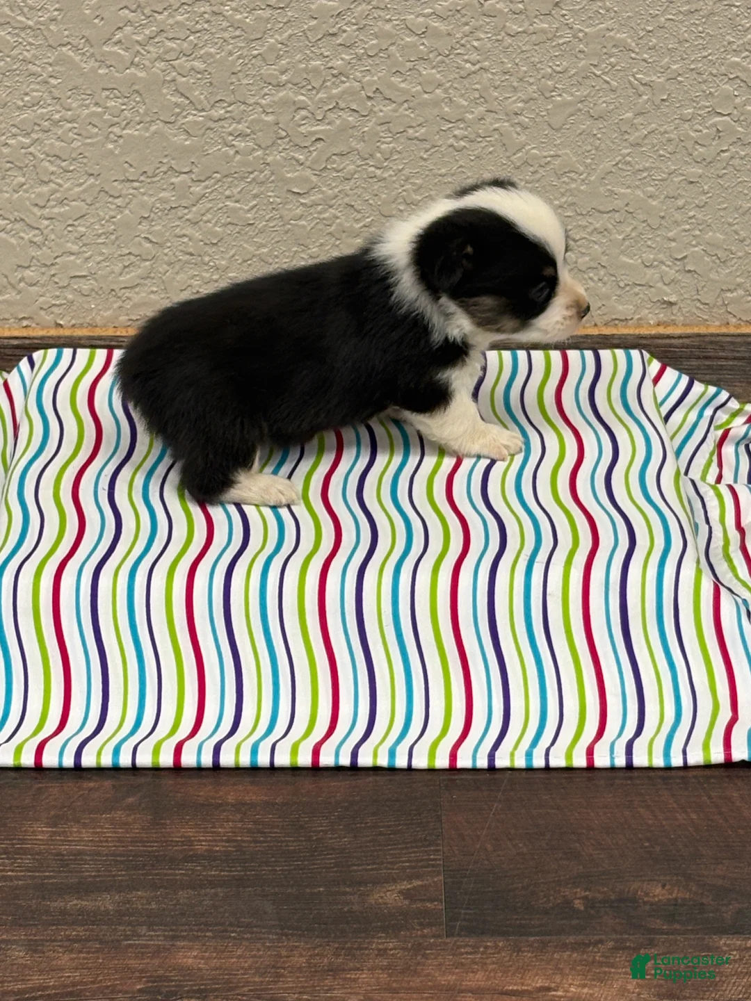 Welsh Corgi Pembroke dogs for sale: Jax - Ad 3