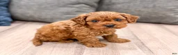 Cavapoo dogs for sale: Ace - Ad 1