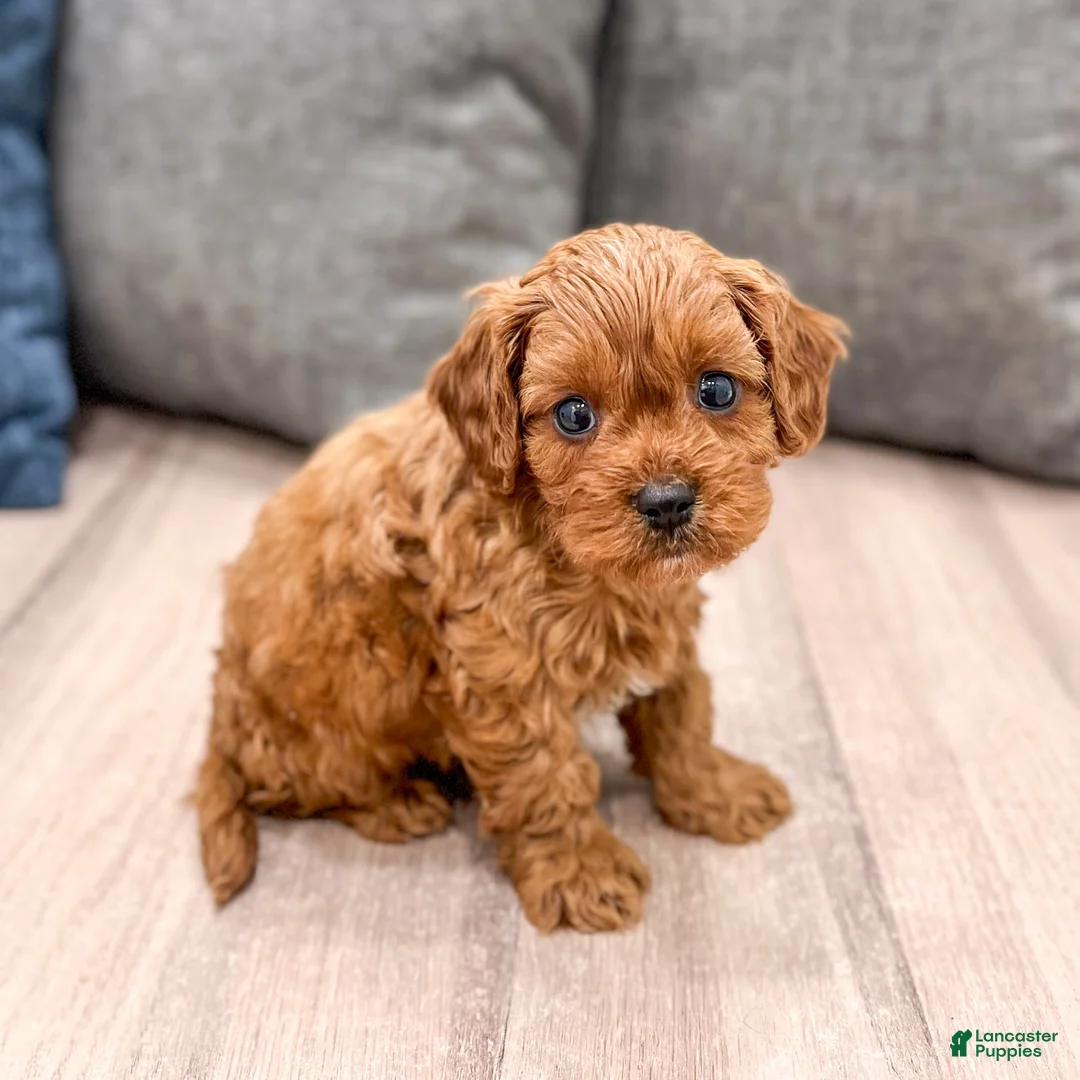 Cavapoo dogs for sale: Ace - Ad 1