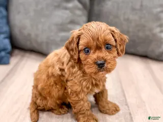 Cavapoo dogs for sale: Ace - Ad 2
