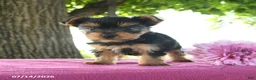 Yorkshire Terrier dogs for sale: Tanjo - Ad 4