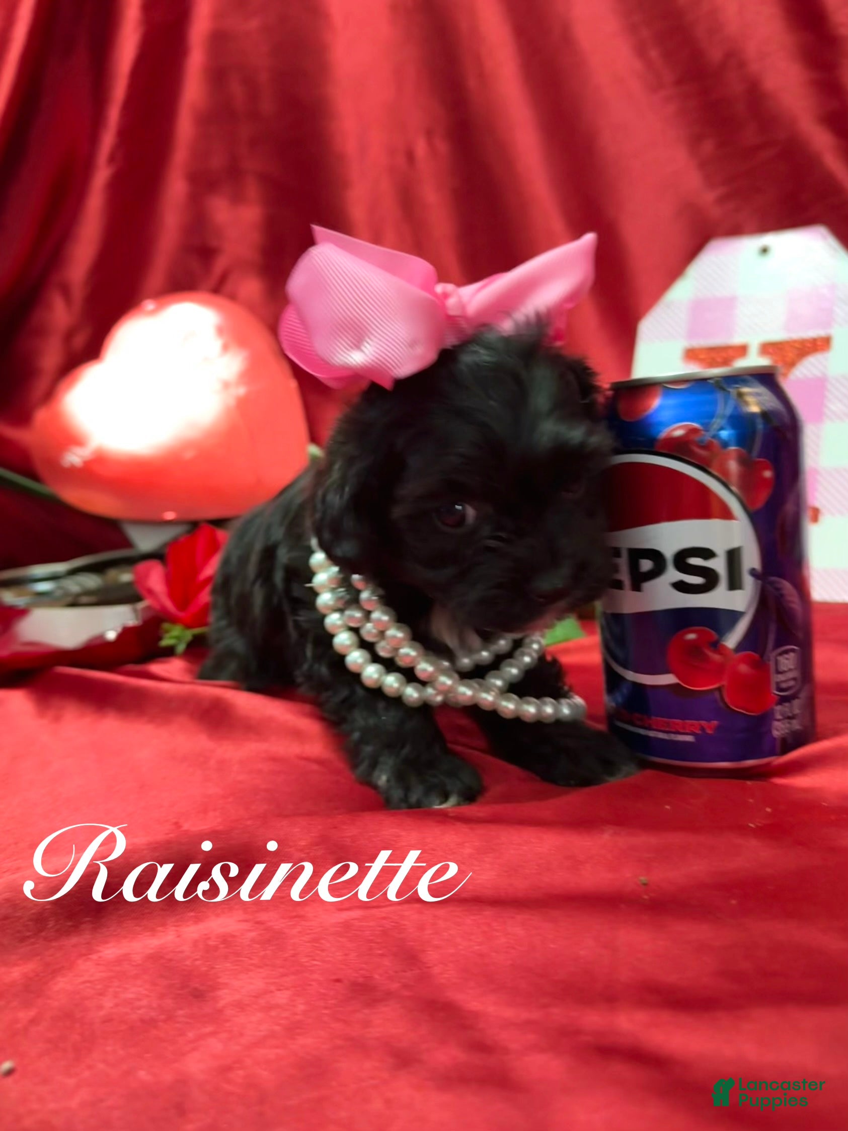 Yorkiepoo dogs Raisinette  - Ad 41