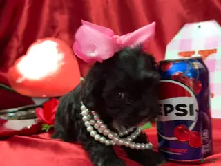 Yorkiepoo dogs Raisinette - Ad 41