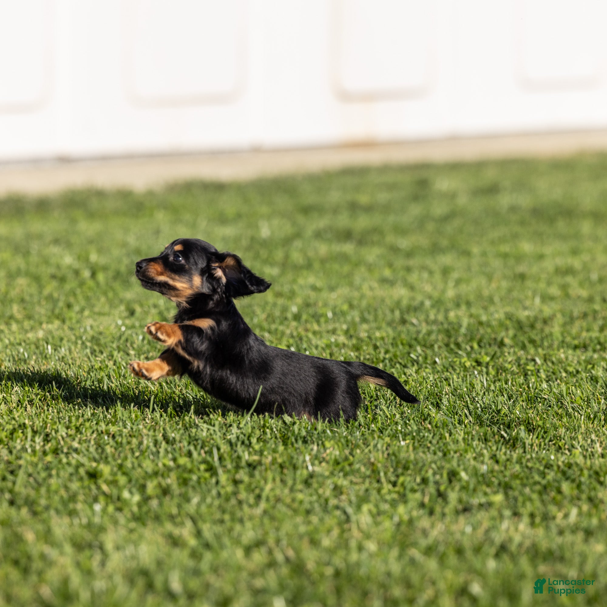 Miniature Dachshund dogs for sale: Cassi - Ad 1