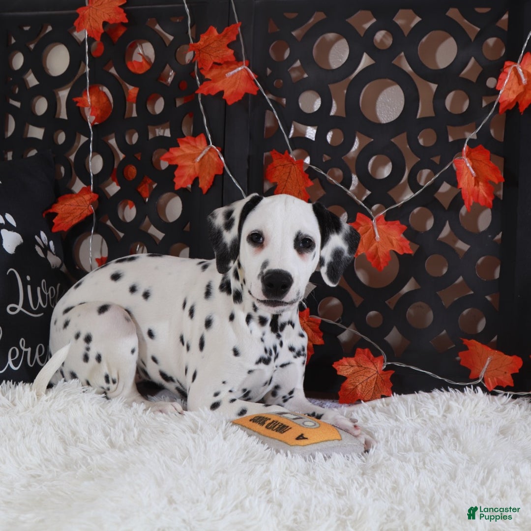 Dalmatian dogs for sale: Daisy - Ad 3