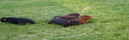 Labrador Retriever dogs for sale: Rose  - Ad 4