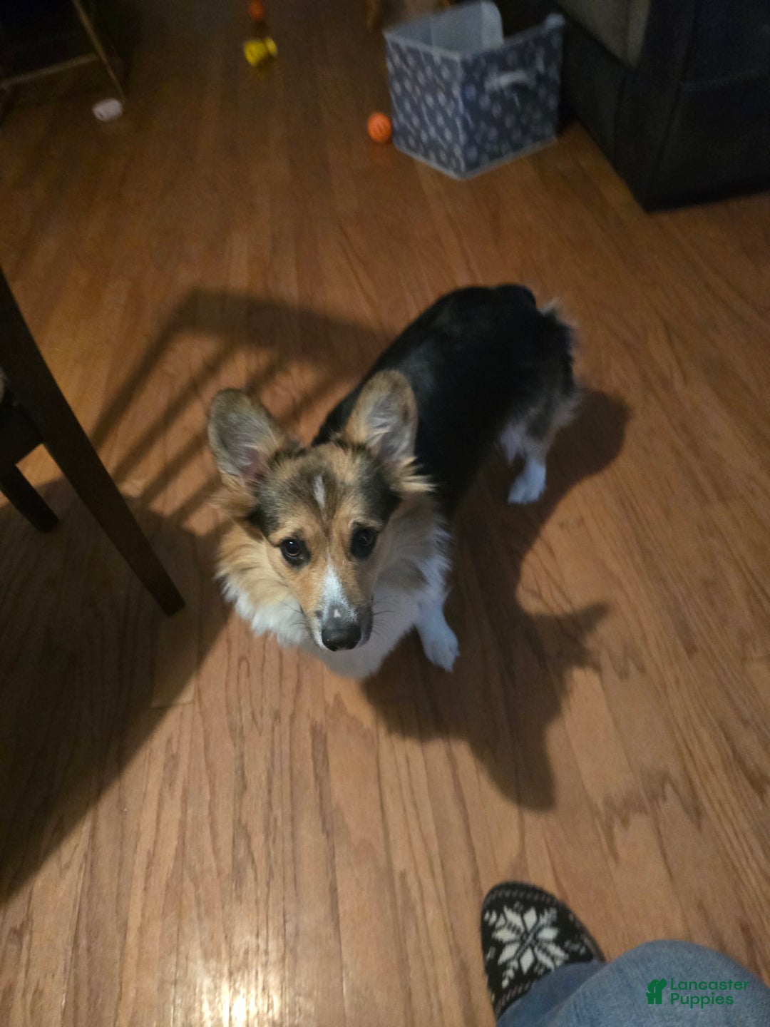 Welsh Corgi Pembroke dogs for sale: Welsh Corgi Pembroke Puppy 2 - Ad 4