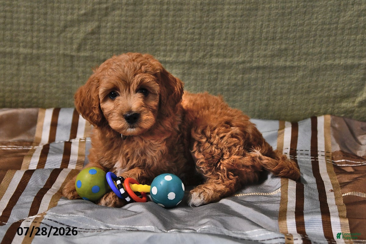 Goldendoodle dogs Willow - Ad 1
