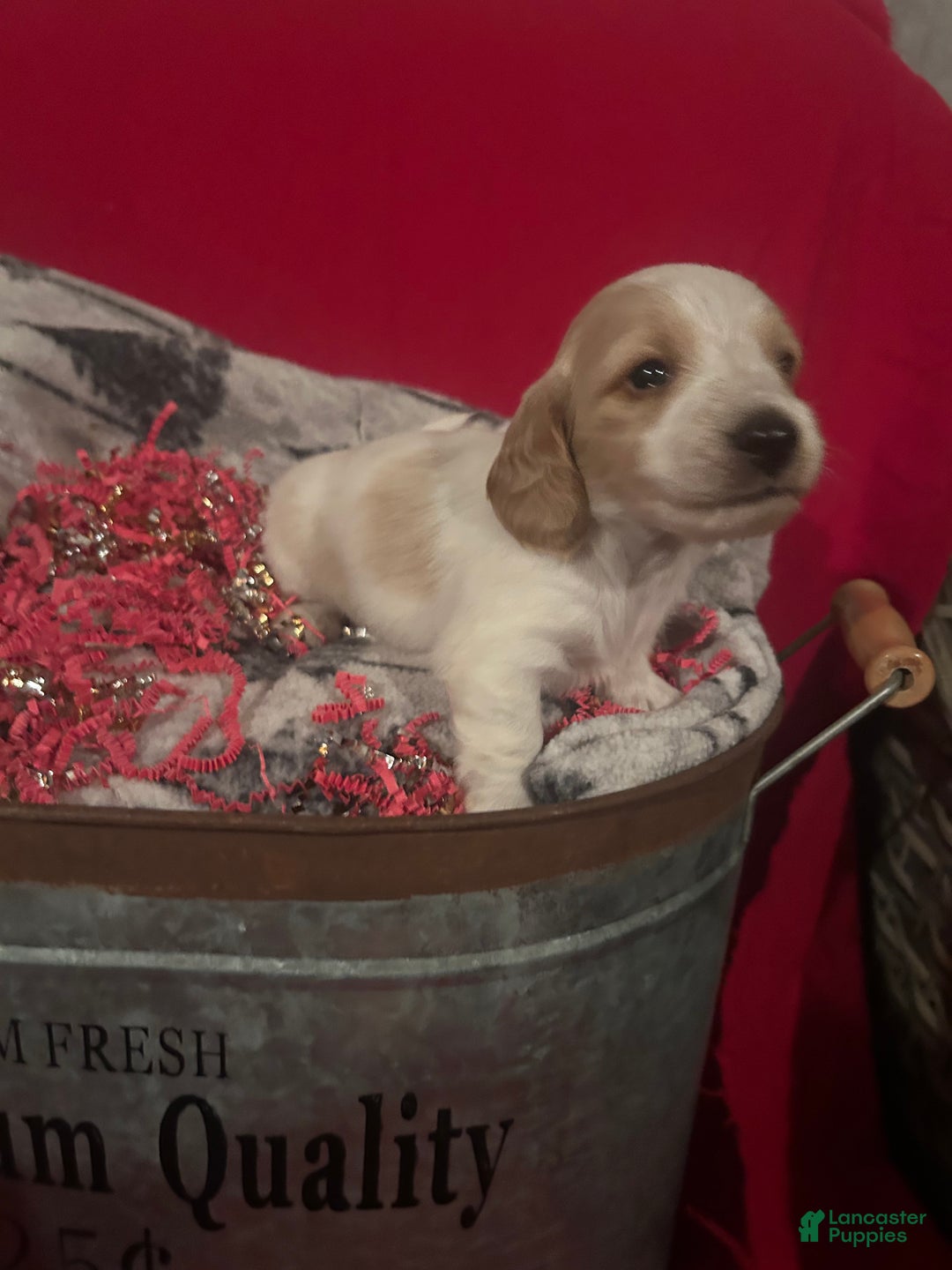 Miniature Dachshund dogs for sale: Miniature Dachshund Puppy 2 - Ad 3