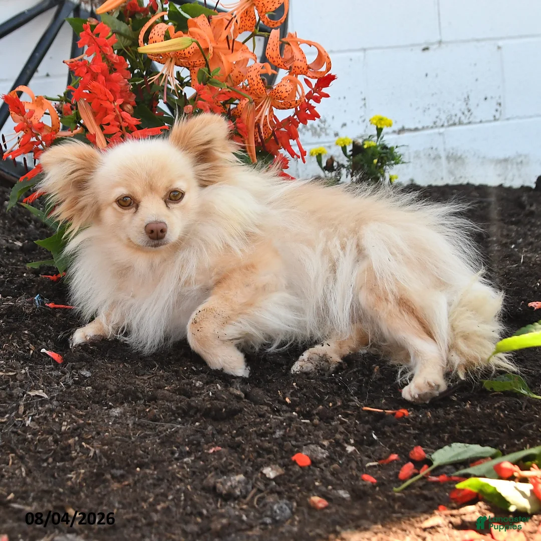 Pomeranian dogs for sale: Teresa - Ad 2