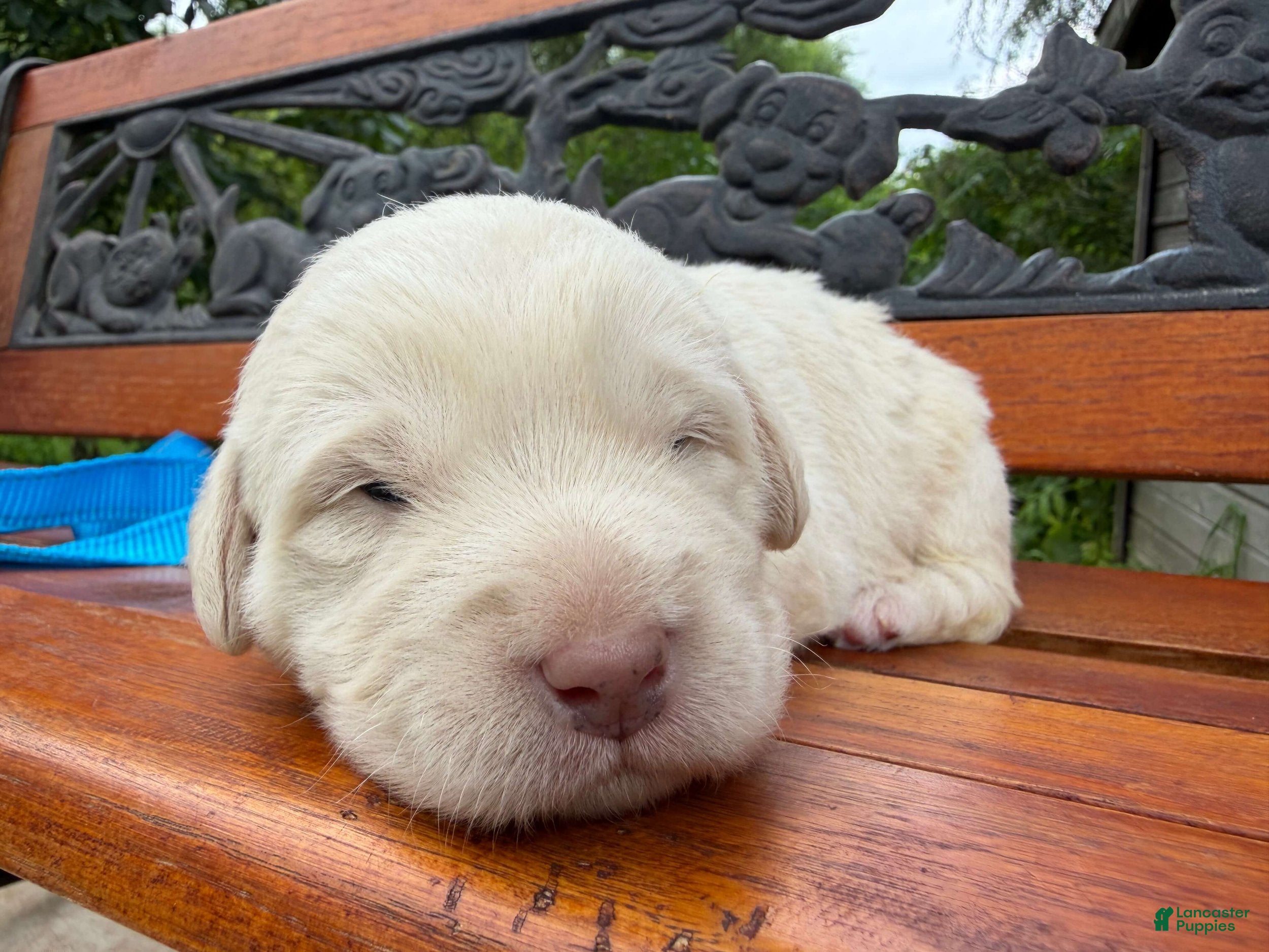 Labradoodle dogs Charlie (Boy) - Ad 2