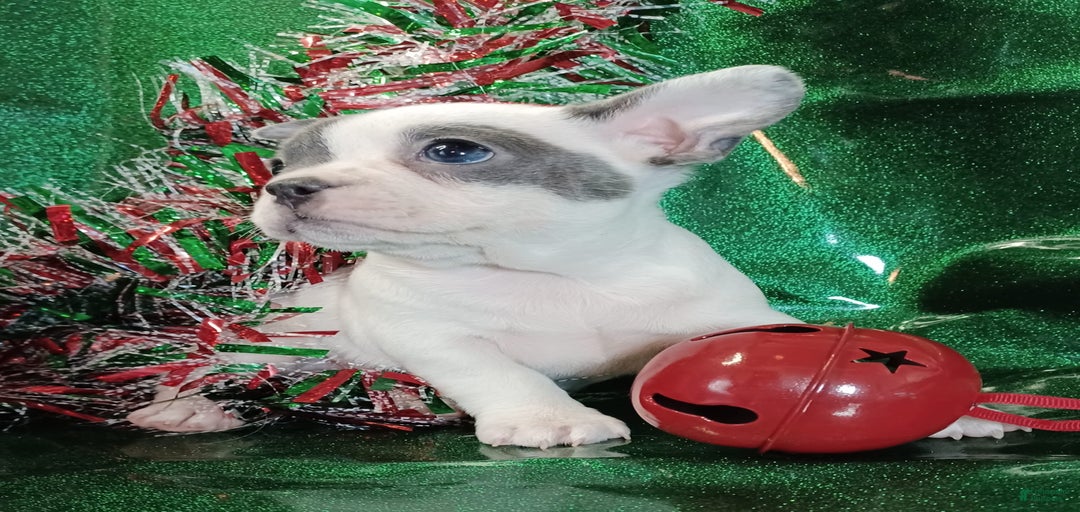 Gallery Image {{count}}