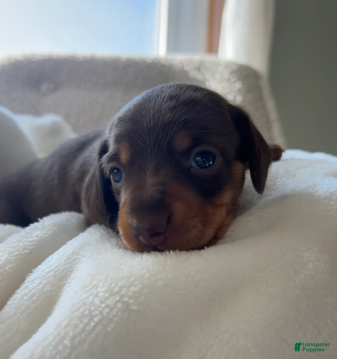 Miniature Dachshund dogs for sale: Oscar - Ad 7