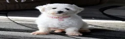 Bichpoo dogs for sale: Bichpoo 1Abby - Ad 6