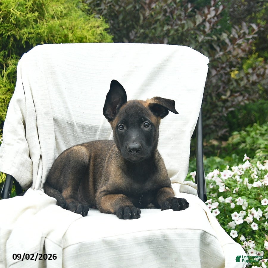 Belgian Malinois dogs UmI - Ad 2