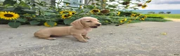 Miniature Dachshund dogs for sale: Harper - Ad 5