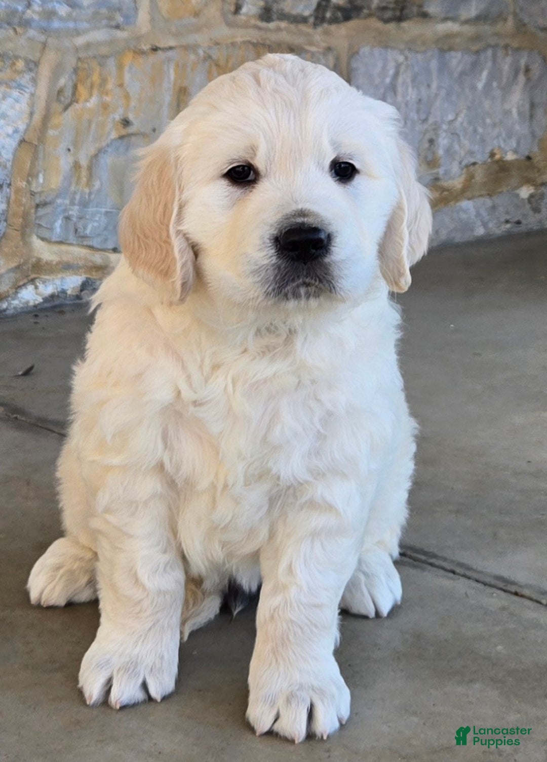 Golden Retriever dogs for sale: Golden Retriever Puppy 1 - Ad 1