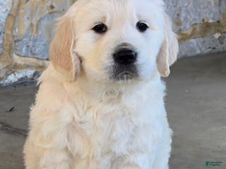 Golden Retriever dogs Golden Retriever Puppy 1 - Ad 42