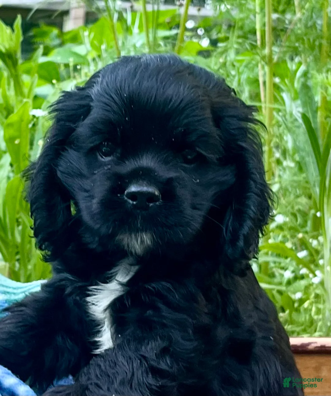 Cocker Spaniel dogs for sale: Pepper❤️AKC registered - Ad 2