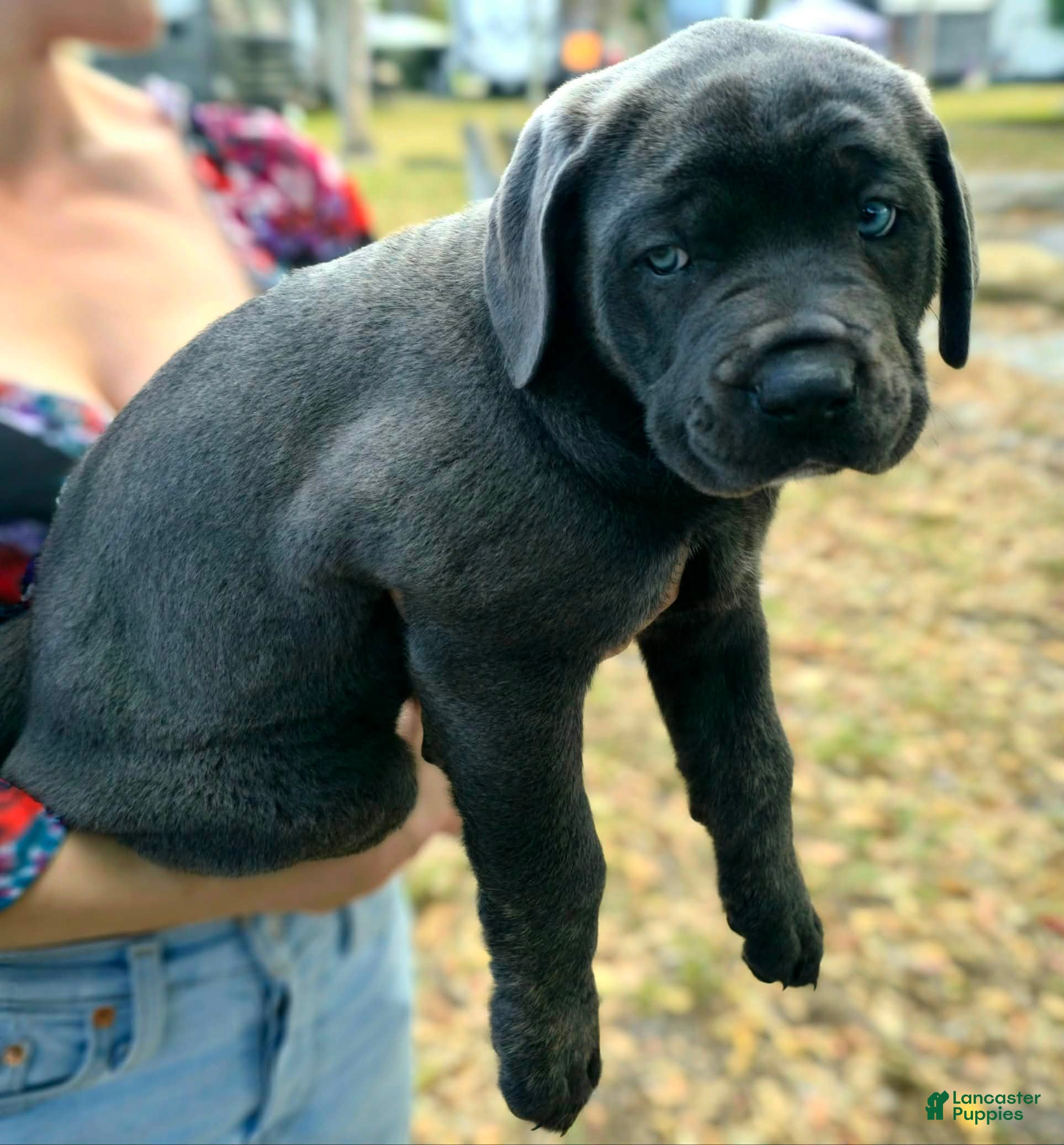 Cane Corso dogs Sophie - Ad 2