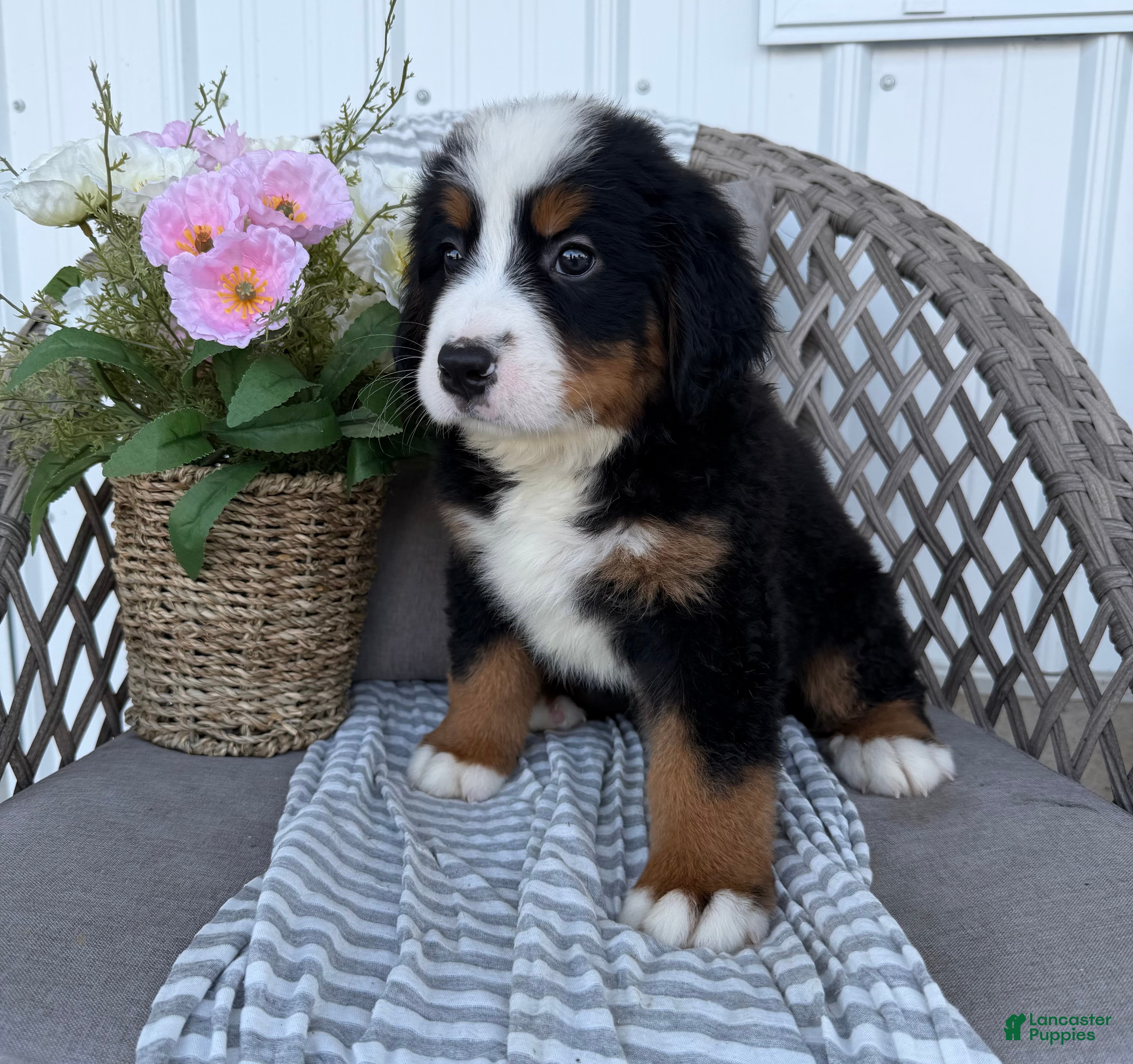 Bernese Mountain Dog dogs Chucky - Ad 2