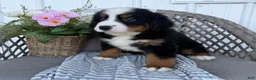 Bernese Mountain Dog dogs for sale: Chucky - Ad 2