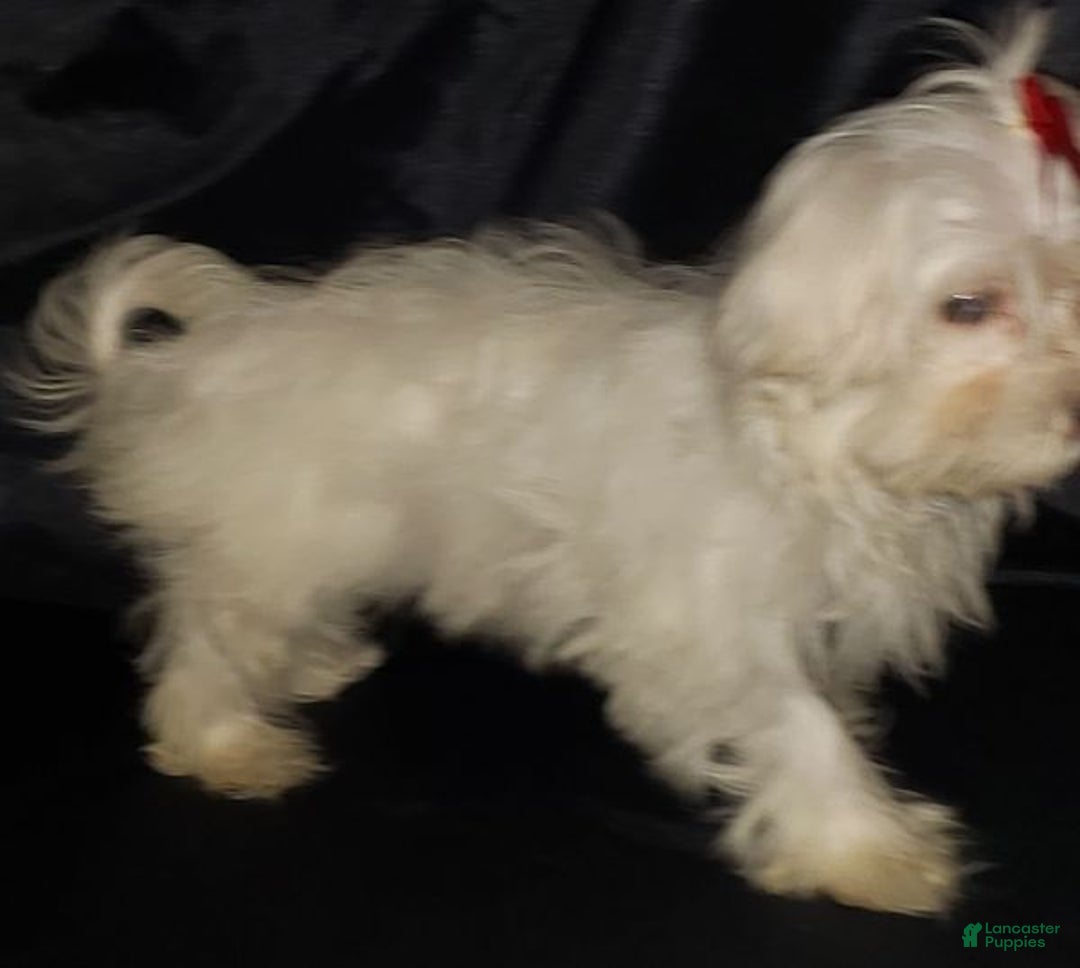 Maltese dogs for sale: Maltese Puppy 3 - Ad 4