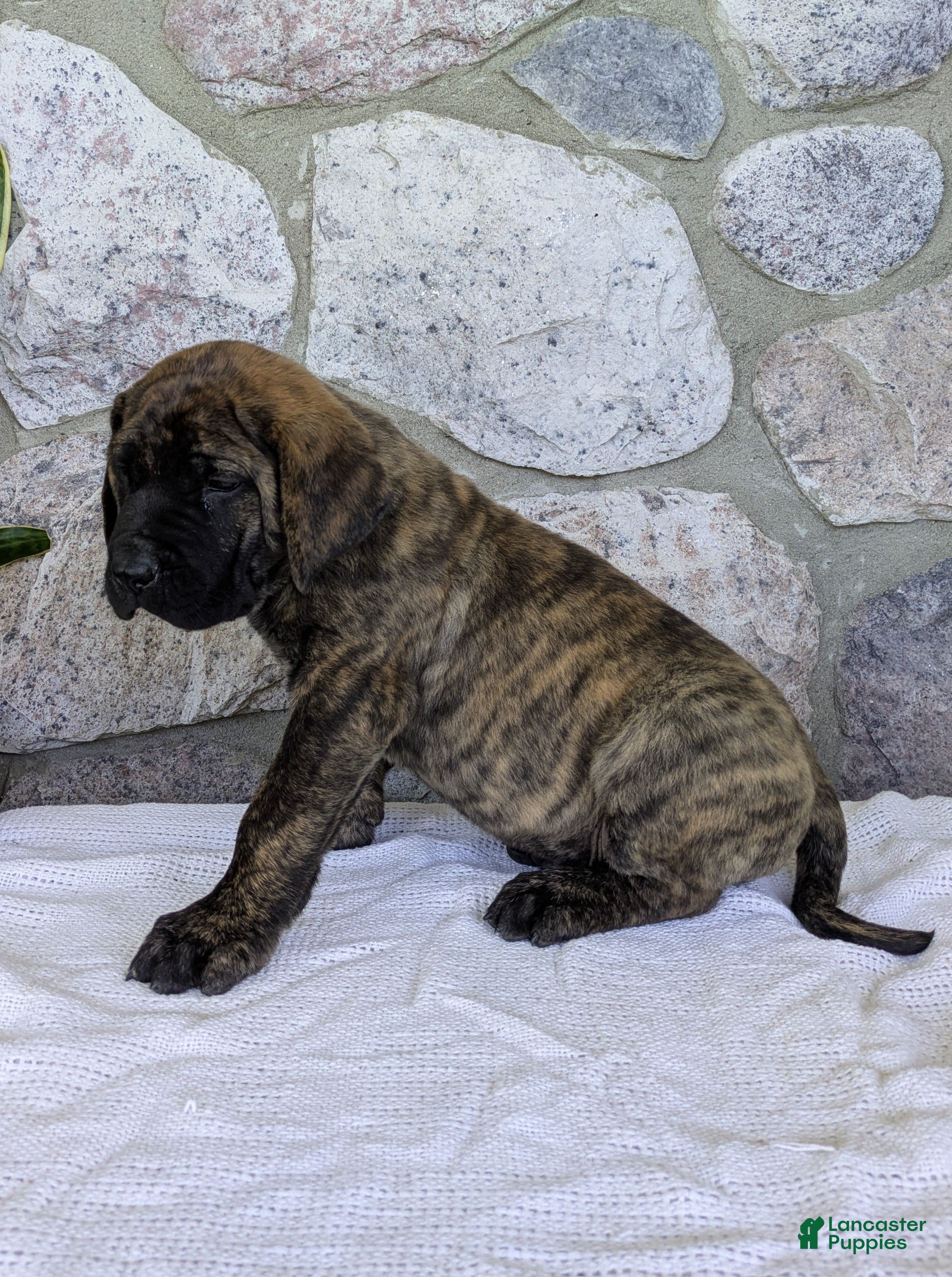 English Mastiff dogs for sale: Marlon - Ad 3