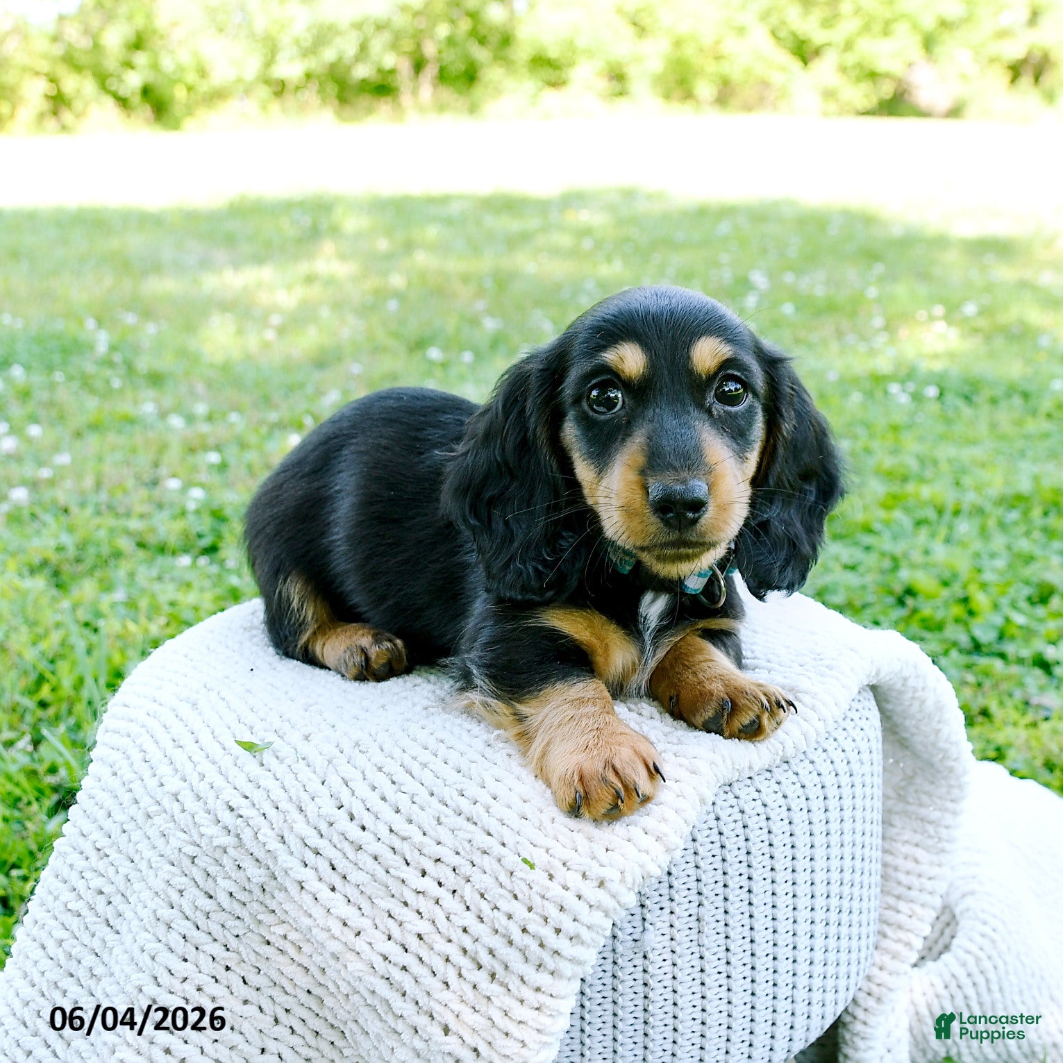 Miniature Dachshund dogs for sale: Darcy - Ad 4