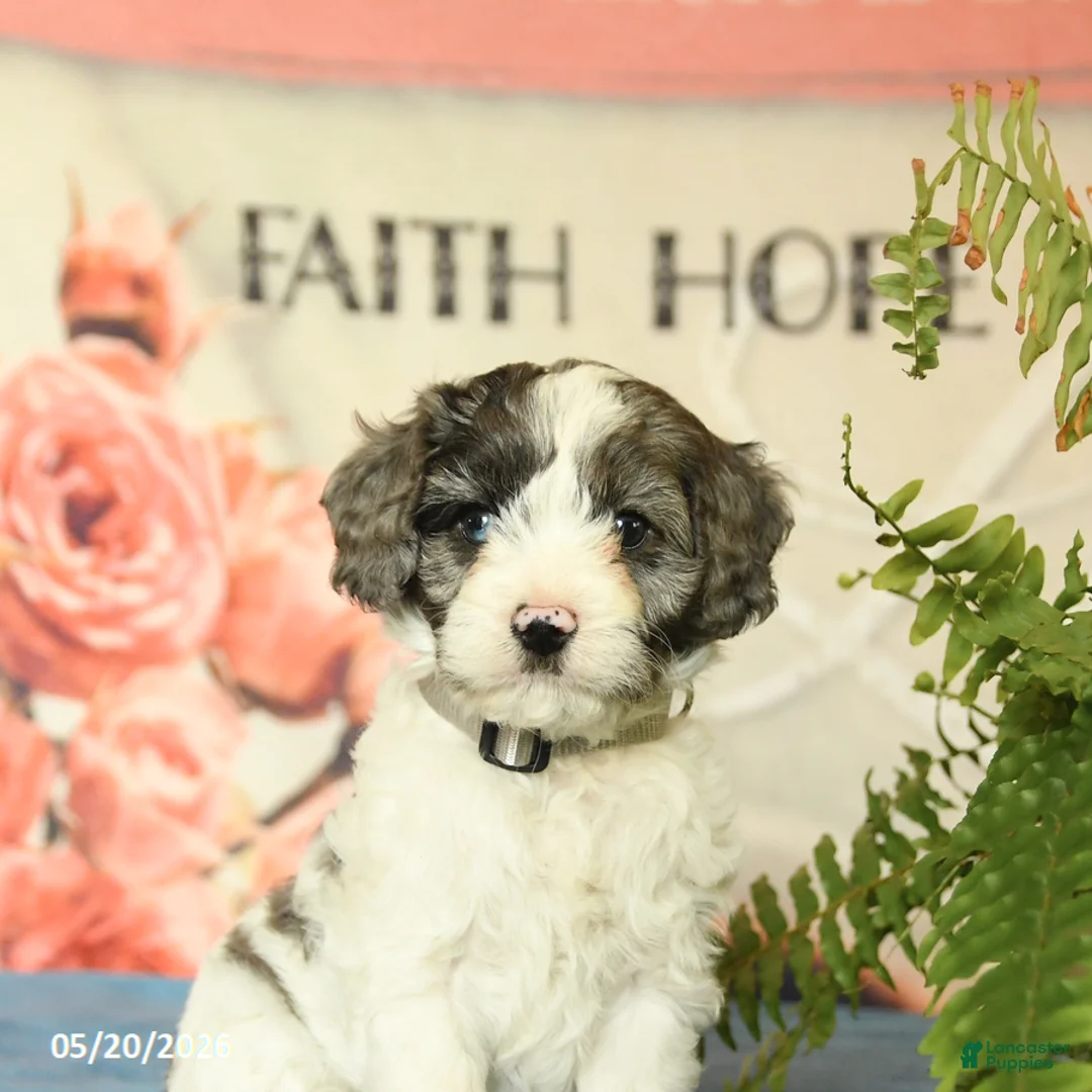 Cavapoo dogs for sale: Monty - Ad 5