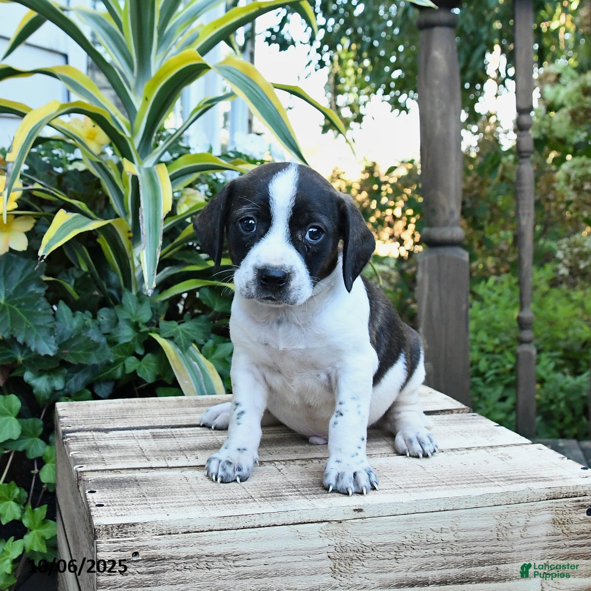 Mixed Breed dogs Eddie - Ad 7