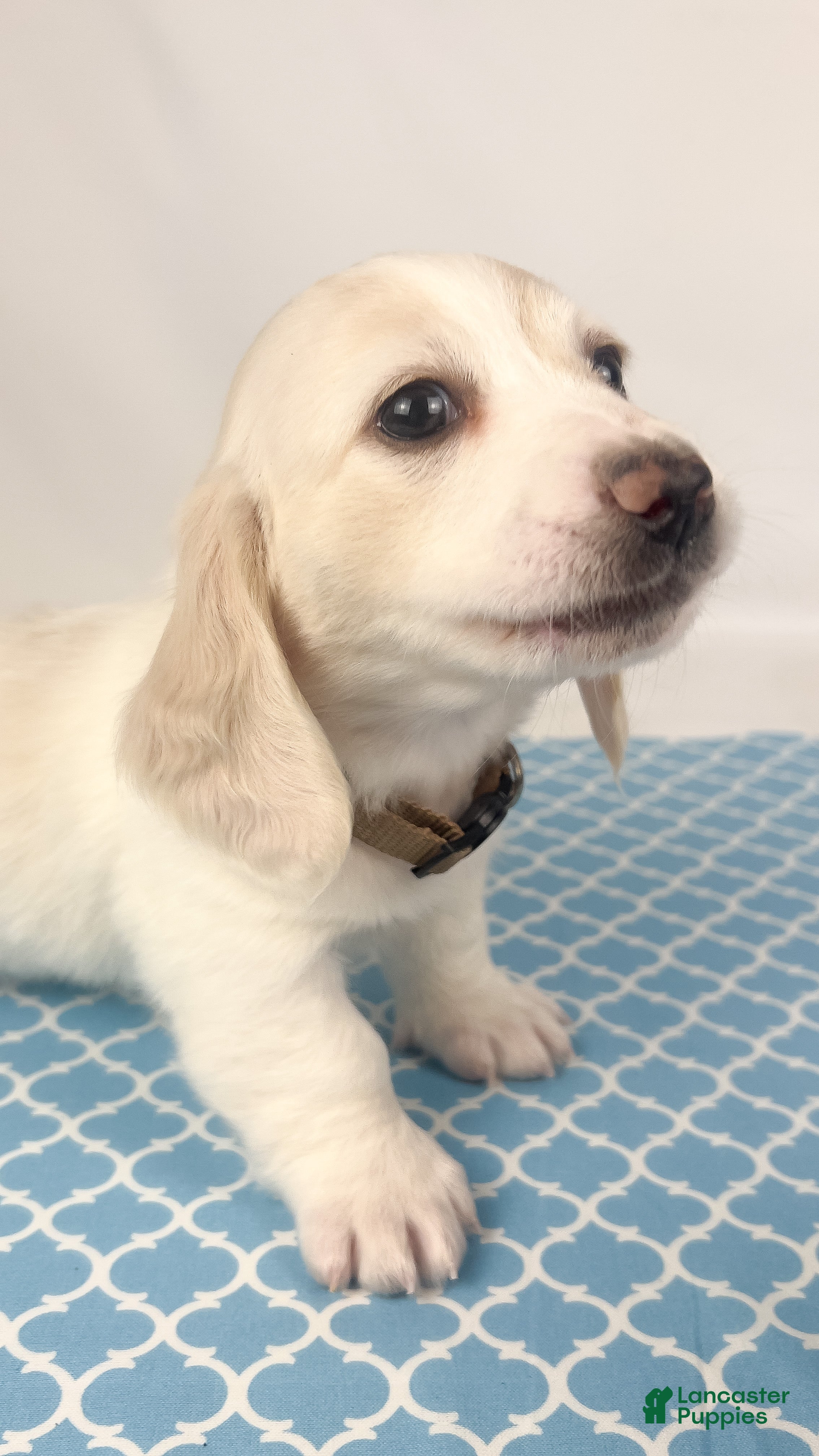 Miniature Dachshund dogs Pepperjack - Ad 10