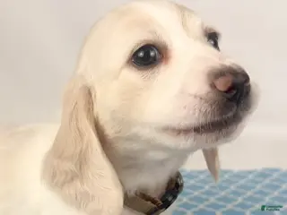 Miniature Dachshund dogs Pepperjack - Ad 11