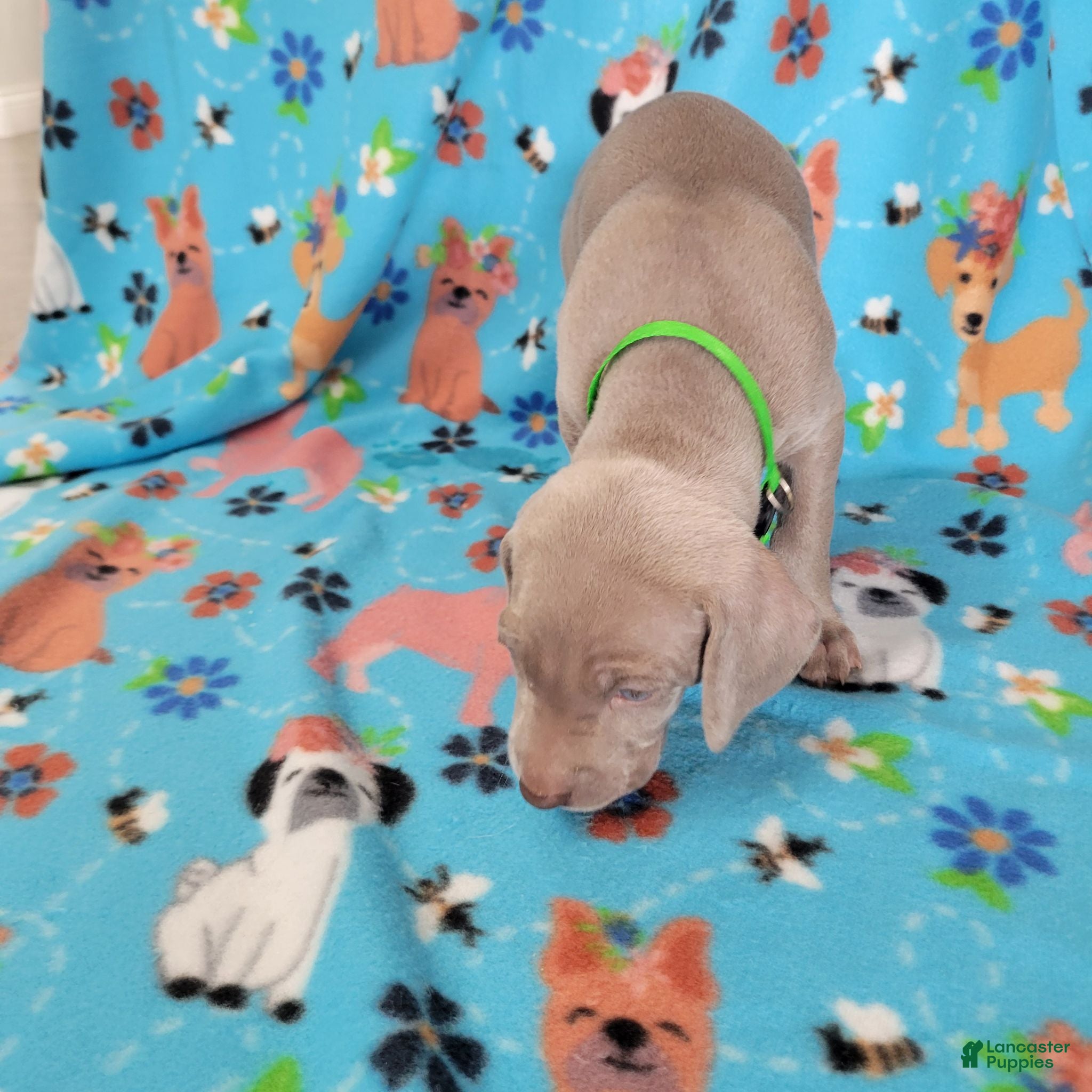 Weimaraner dogs Green - Ad 4