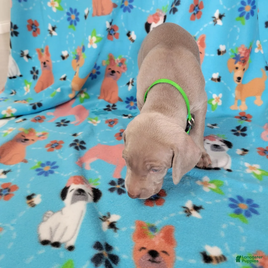 Weimaraner dogs for sale: Green - Ad 1