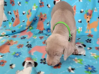 Weimaraner dogs Green - Ad 6