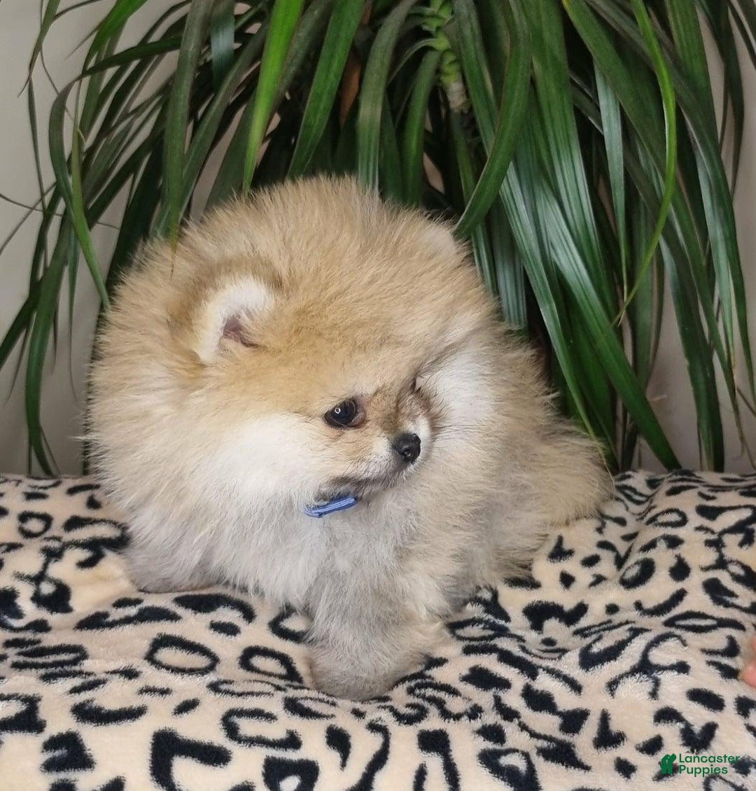 Pomeranian dogs for sale: Sofia - Ad 22