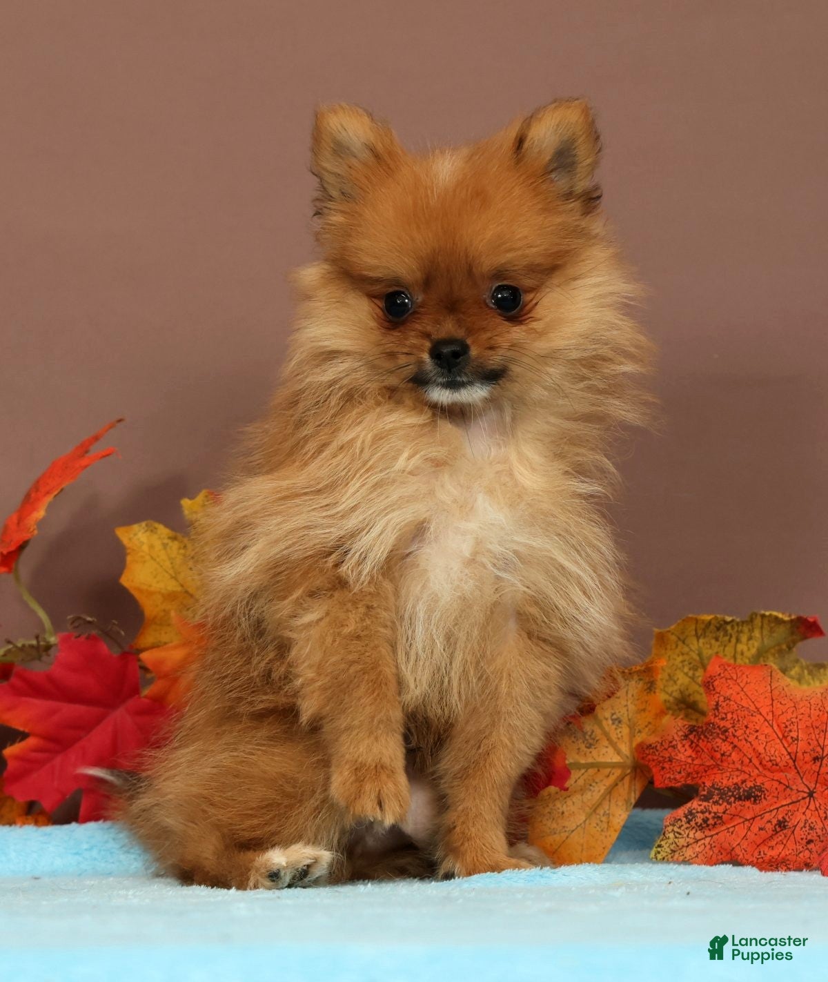 Pomeranian dogs Button - Ad 1