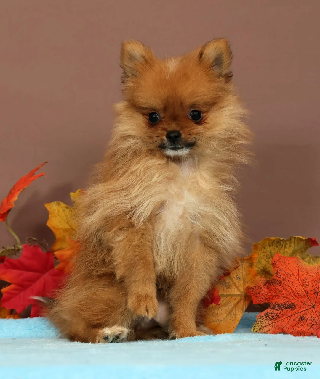 Pomeranian dogs for sale: Button - Ad 1
