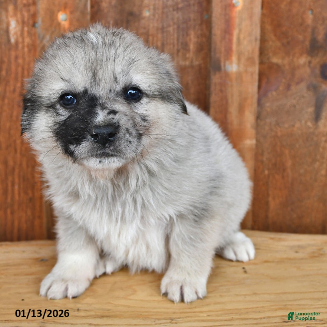 Mixed Breed dogs for sale: Rocky - Ad 2