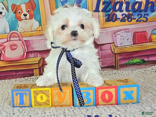 Maltese dogs Izaiah - Ad 7