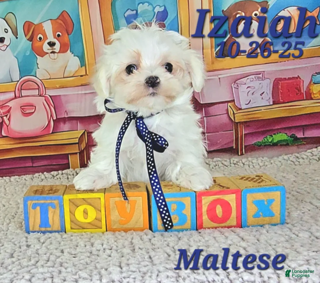 Maltese dogs for sale: Izaiah - Ad 1